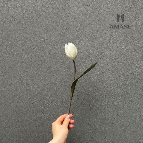 Hoa tulip xám nhạt