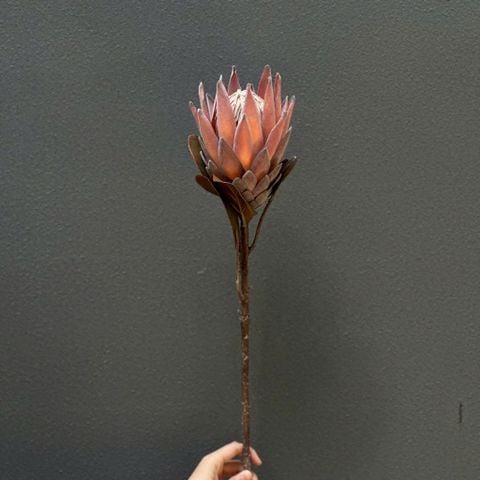Cành Hoa Protea Màu Hồng