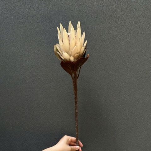 Cành Hoa Protea Màu Trắng