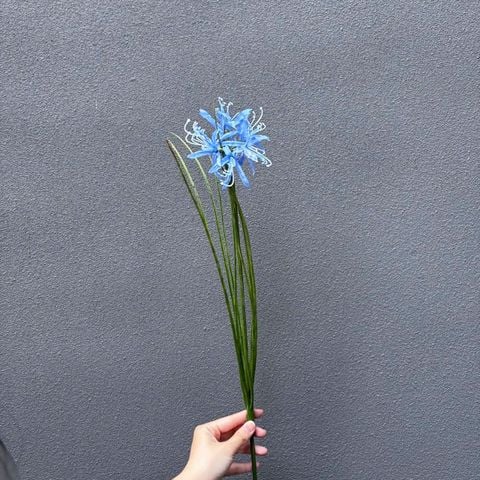 Cành Hoa Bỉ Ngạn Màu Xanh