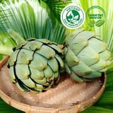  Bông Atiso tươi (350-400g/bông) 