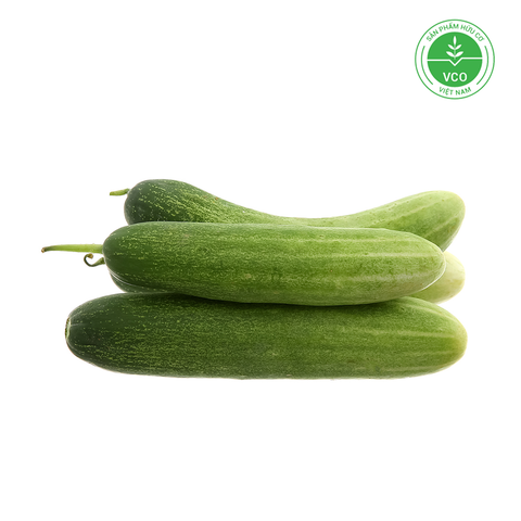  Dưa leo ta hữu cơ (450-550g/vỉ) 