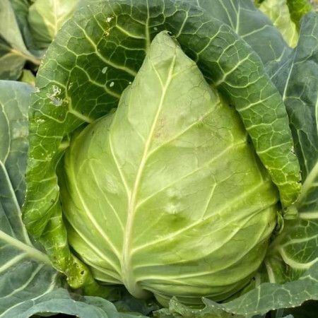  Bắp cải trái tim Hữu cơ (450-550g/bắp) 