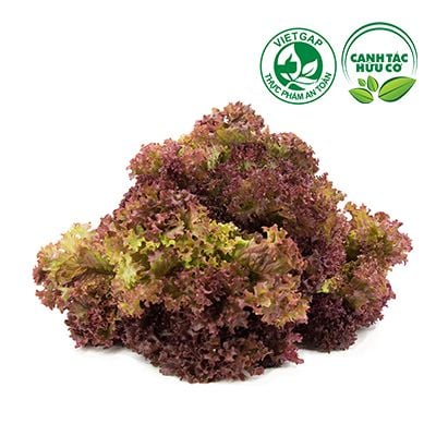  Xà lách Lolo đỏ (200-250g/gói) 