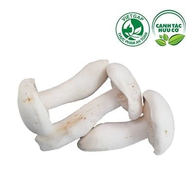 Nấm tươi