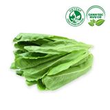  Xà lách Romaine xanh (150-170g/gói) 