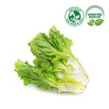  Xà lách Carol (300-350g/cây) 