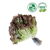  Xà lách Lolo đỏ (200-250g/gói) 