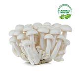  Nấm ngọc châm trắng ( Linh chi trắng - Hộp 150g) 