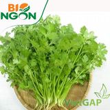  Ngò rí VietGAP (Gói 100g) 