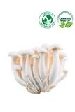  Nấm ngọc châm trắng ( Linh chi trắng - Hộp 150g) 