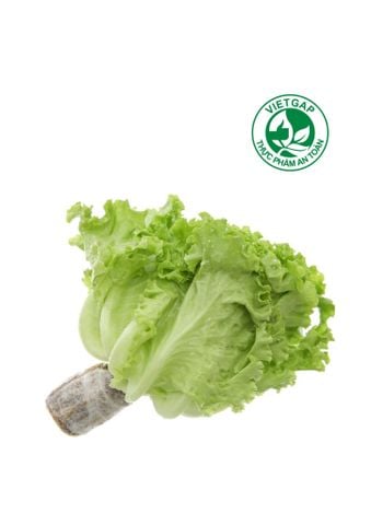  Xà lách Lolo xanh (150-170g/gói) 