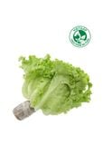  Xà lách Lolo xanh (200-250g/gói) 