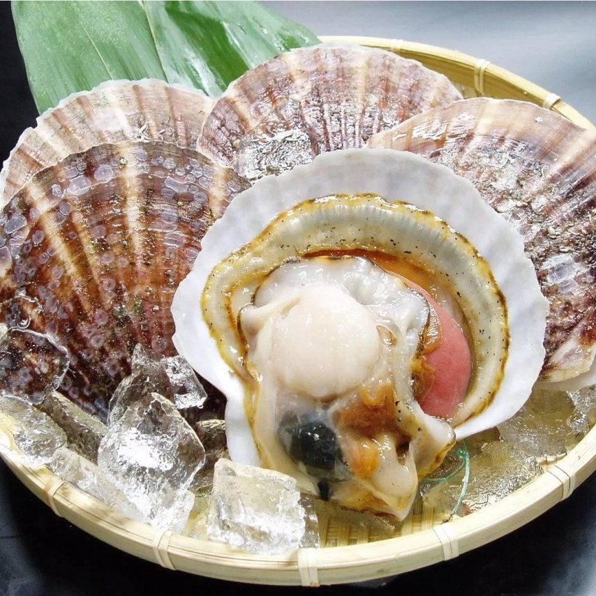  Sò Điệp Nữa Mảnh 