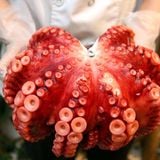Bạch Tuộc Đỏ Nhật (Nissi)