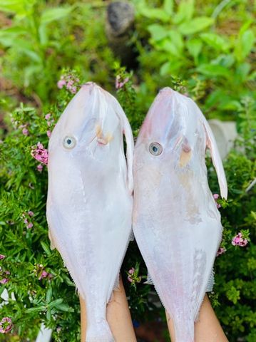 Cá bò giấy ( bò da )