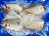 Cá Chim Trắng Vây Vàng