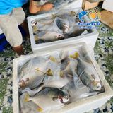 Cá Chim Trắng Vây Vàng