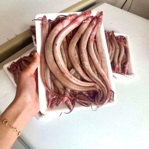 Cá Sùn Sịn tươi cấp đông