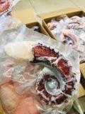 Râu Bạch Tuộc Đỏ
