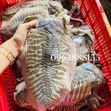 Mực nang khổng lồ 2-3kg