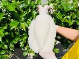 Mực nang nguyên con làm sạch