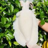 Mực nang nguyên con làm sạch