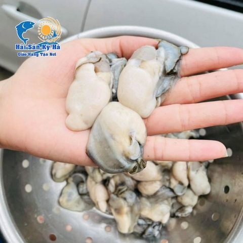 Ruột Hàu Sữa Lớn – Hàng VIP Căng Tròn