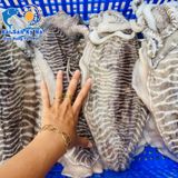 Mực nang khổng lồ 2-3kg