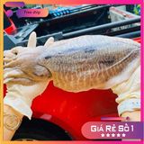 Mực nang khổng lồ 2-3kg