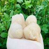 Răng Mực (Lớn/Nhỏ)