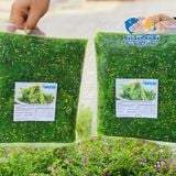 Rong Biển trộn mè