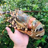 Tôm hùm tươi 3-4 con/1kg