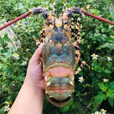 Tôm hùm tươi 3-4 con/1kg