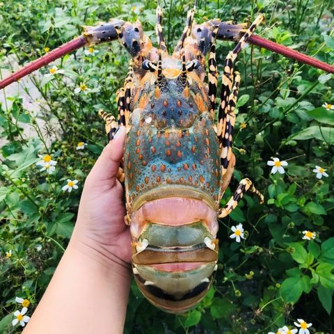 Tôm hùm tươi 3-4 con/1kg