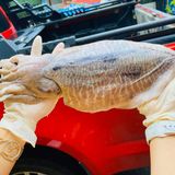 Mực nang khổng lồ 2-3kg