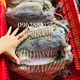 Mực nang khổng lồ 2-3kg