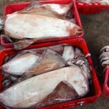 Mực Lá Đại Dương Khổng Lồ