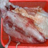 Mực Lá Đại Dương Khổng Lồ