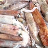 Mực Ống Sống Cấp Đông