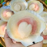 Sò Điệp Nhật Nửa Mảnh (đủ size)