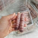 Thịt tôm tít size nhỏ