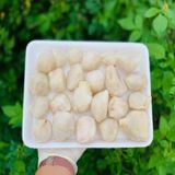 Răng Mực (Lớn/Nhỏ)