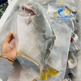 Cá Chim Trắng Vây Vàng