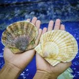 Sò Điệp Nhật Nguyên con (8-10con)