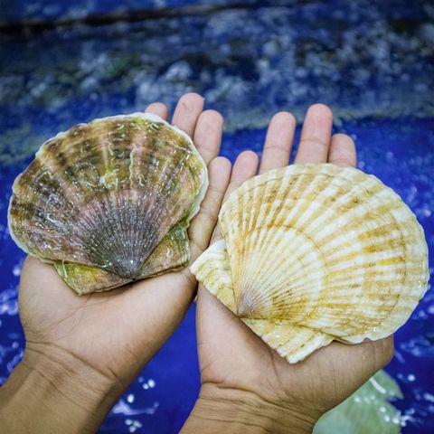 Sò Điệp Nhật Nguyên con (8-10con)