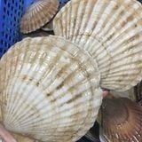 Sò Điệp Nhật Nguyên con (8-10con)