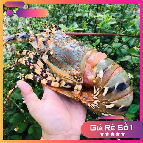 Tôm hùm tươi 3-4 con/1kg