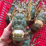 Tôm hùm tươi 3-4 con/1kg