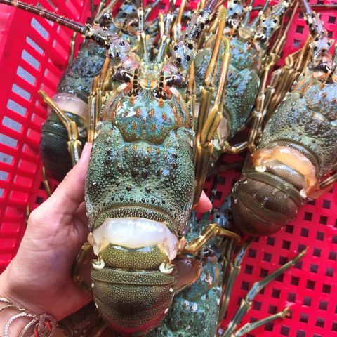 Tôm hùm tươi 3-4 con/1kg